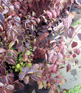 Cornus Sanguinea / Cornouiller Sanguin