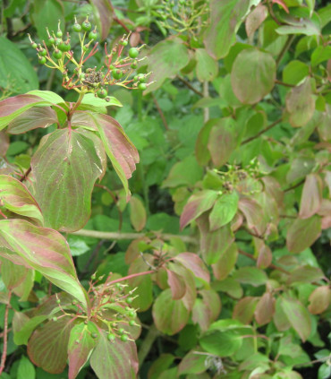 Cornus Sanguinea / Cornouiller Sanguin