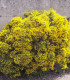 Coronilla Emerus