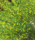 Coronilla Emerus