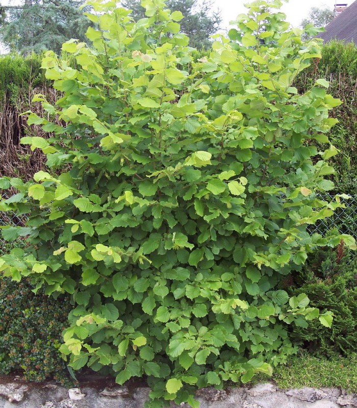 Лещина маньчжурская Corylus mandshurica