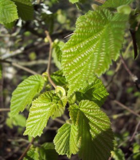Corylus Avellana / Noisetier Commun