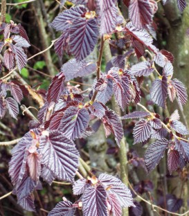 Corylus Maxima Purpurea / Noisetier Pourpre