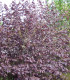 Corylus Maxima Purpurea / Noisetier Pourpre
