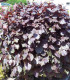Corylus Maxima Purpurea / Noisetier Pourpre