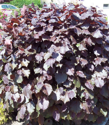 Corylus Maxima Purpurea / Noisetier Pourpre