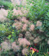 Cotinus Coggygria / Arbre à perruques Vert