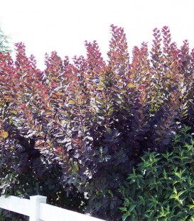 Cotinus Coggygria Royal Purple / Arbre à perruques Pourpre