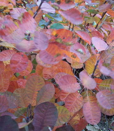 Cotinus Coggygria Royal Purple / Arbre à perruques Pourpre