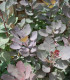 Cotinus Grace / Arbre à perruques Grace