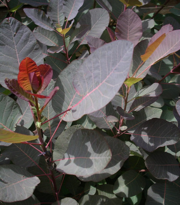 Cotinus Grace / Arbre à perruques Grace