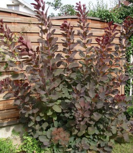 Cotinus Grace / Arbre à perruques Grace