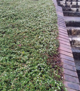 Cotoneaster Dammeri Major