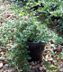 Cotoneaster Dammeri Major
