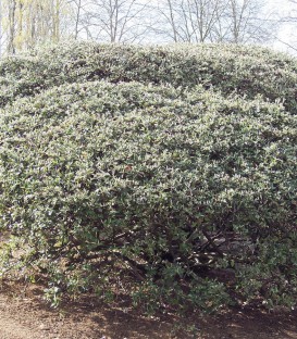 Cotoneaster Franchetii