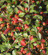 Cotoneaster Franchetii