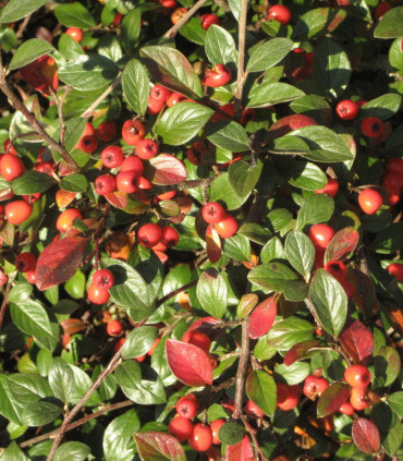 Cotoneaster Franchetii