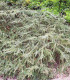 Cotoneaster Horizontalis