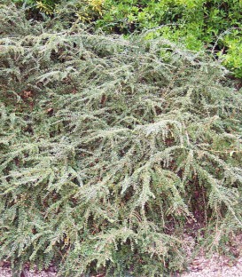 Cotoneaster Horizontalis