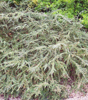 Cotoneaster Horizontalis