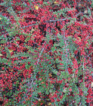 Cotoneaster Horizontalis