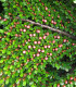 Cotoneaster Horizontalis