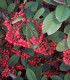 Cotoneaster Lacteus