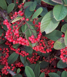 Cotoneaster Lacteus