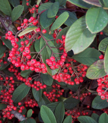 Cotoneaster Lacteus