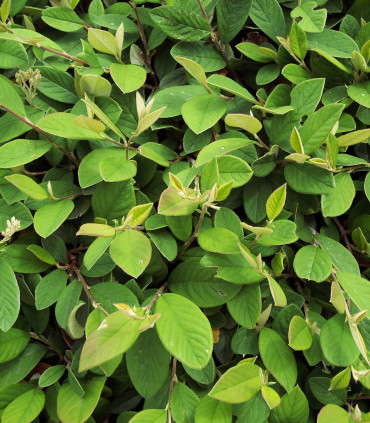 Cotoneaster Lacteus