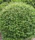 Cotoneaster Lacteus