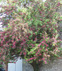 Crataegus Media Paul'S Scarlet / Aubepine Rouge