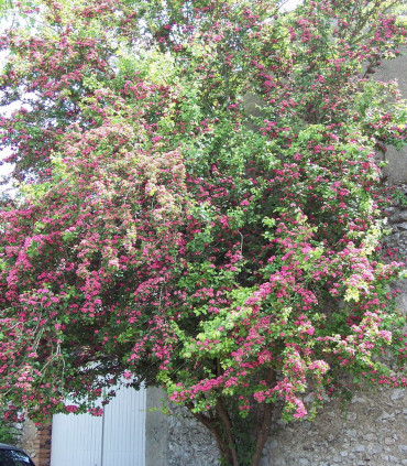 Crataegus Media Paul'S Scarlet / Aubepine Rouge