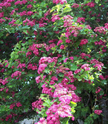 Crataegus Media Paul'S Scarlet / Aubepine Rouge