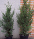 Cupressocyparis Leylandii Atro / Cyprès de Leyland Atro