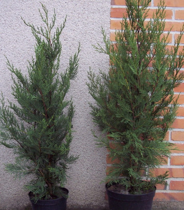 Cupressocyparis Leylandii Atro / Cyprès de Leyland Atro
