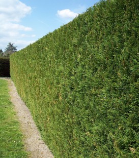 Cupressocyparis Leylandii Atro / Cyprès de Leyland Atro