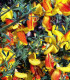 Cytisus Andreanus / Genet Andreanus