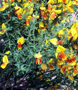 Cytisus Andreanus / Genet Andreanus