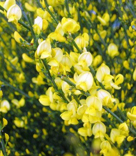 Cytisus Praecox Allgold / Genet All Gold