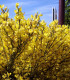 Cytisus Praecox Allgold / Genet All Gold