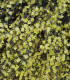 Cytisus Praecox Allgold / Genet All Gold
