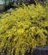 Cytisus Praecox Allgold / Genet All Gold