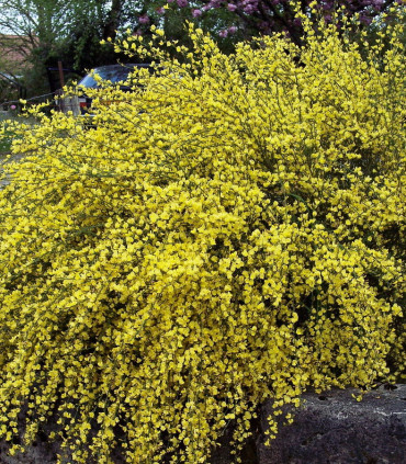 Cytisus Praecox Allgold / Genet All Gold