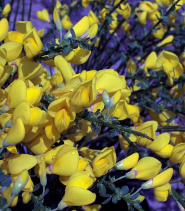 Cytisus Scoparius / Genet à Balai