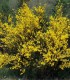 Cytisus Scoparius / Genet à Balai