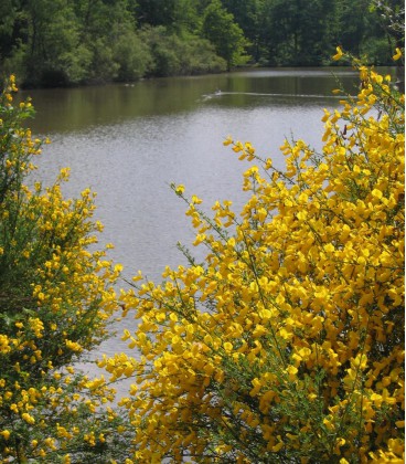 Cytisus Scoparius / Genet à Balai