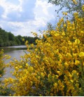 Cytisus Scoparius / Genet à Balais