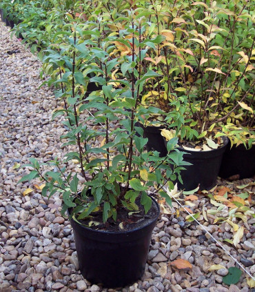 Deutzia Gracilis