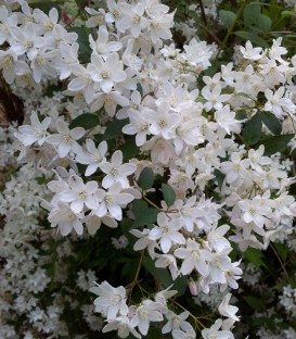 Deutzia Gracilis